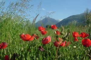 Coquelicot