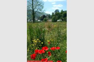 Coquelicots