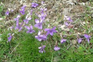 Violette cornue