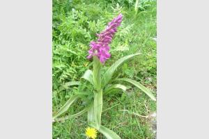 Orchis mle