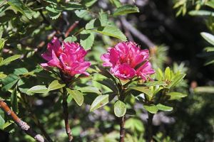 Rhododendrons au lac des Gloriettes