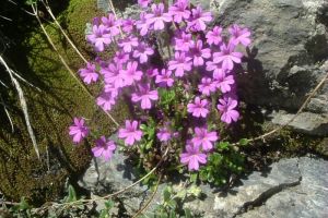 Erine des Alpes