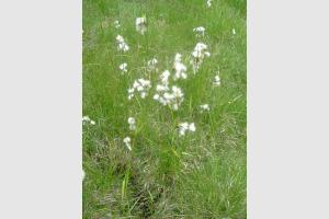 Linaigrette  feuilles troites