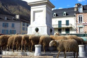 Transhumance  Laruns
