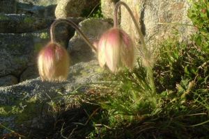 Pulsatille printanire