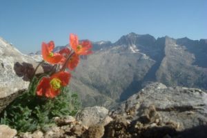 Pavot parfum ou Pavot orange des Pyrnes