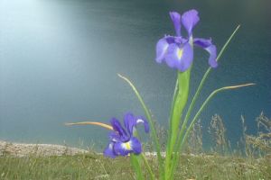 Iris des Pyrnes