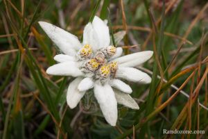 Edelweiss