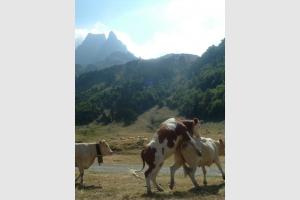 La vache! a grimpe dur face au pic du Midi d'Ossau