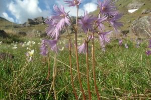 Soldanelle dans la vallée de Tena