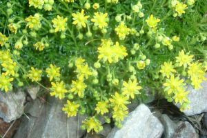 Saxifrage faux-aizoon