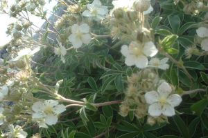 Potentille  feuilles d'alchmille