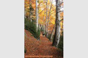 Automne en valle de Tea