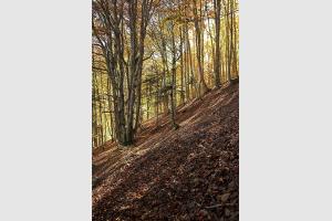 Couleurs d'automne