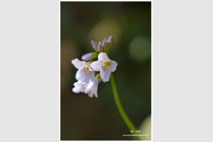Cardamine des prs
