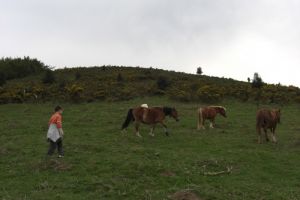 Pottoks en montant vers le Mandale