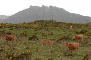 Sur le flanc Sud-Ouest du Mandale