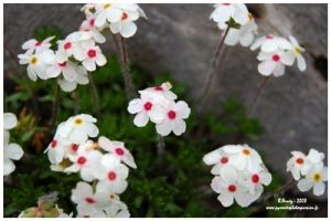 Androsace velue
