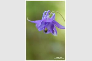 Ancolie vulgaire ( commune)