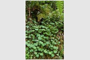 Saxifrage hirsute