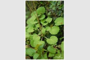 Saxifrage hirsute