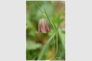 Fritillaire des Pyrnes