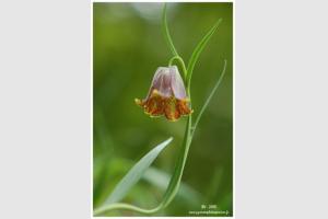 Fritillaire des Pyrnes