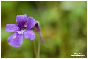 Fleur de la grassette vulgaire