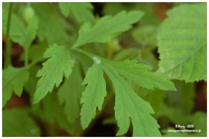 Mconpsis du Pays de Galles