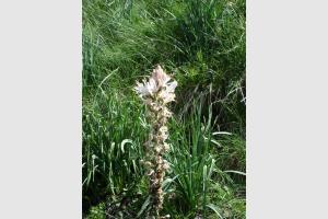 fleur de montagne