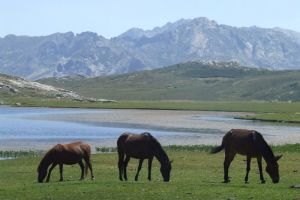 lac de nino