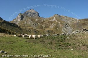 Dans le vallon de Saoubiste