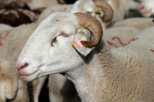 Mouton dans la valle de Has