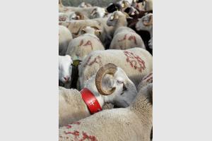 Moutons aux Aguilous