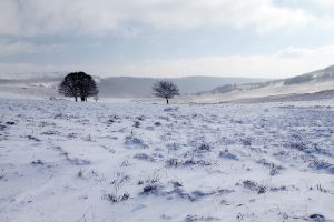 Plateau de l'Aubrac sous la neige