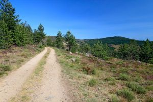 Sentier forestier au col du Sapet