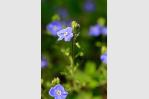 Fleur dans le trou de Bozouls