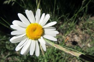 Marguerite des prs en Aveyron lors de la randonne