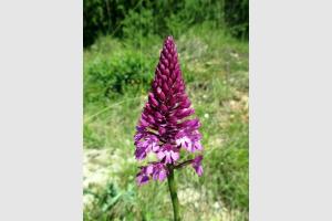Orchis: fleur lors de la randonne en Aveyron  ct de Souyri