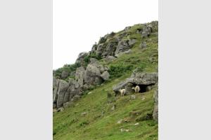 Brebis et vautours: lors de la randonne au Mondarrain