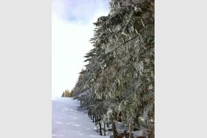 Sapins enneigs sur le Plateau de l'Aubrac en Aveyron