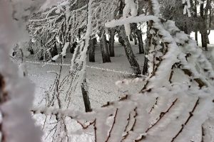 Raquettes sur le plateau de l'Aubrac entre Aveyron et Lozre: neige au rendez vous
