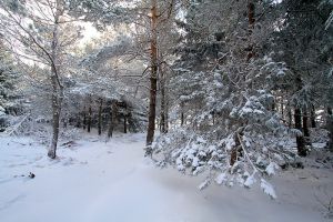 Neige sur l'Aubrac
