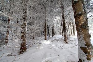 Un beau paysage de neige sur l'Aubrac