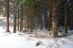 Arbres enneigs sur l'Aubrac