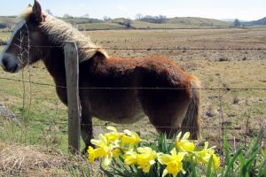 Jonquille sur le plateau de l'Aubrac, au printemps