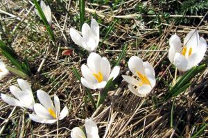 Crocus sur le plateau de l'Aubrac, au printemps