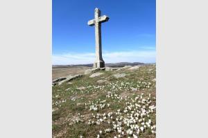 Crocus sous la croix dominant le lac de Saint Andol sur l'Aubrac