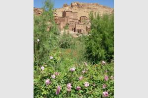 Trekking au Maroc : Valle des Roses