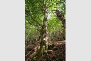 Magnifique fort dans les Hautes-Pyrnes